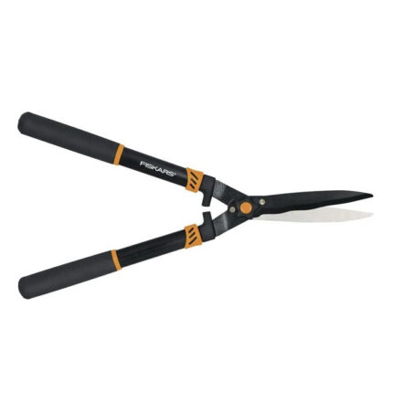 شمشاد زن فیسکارس