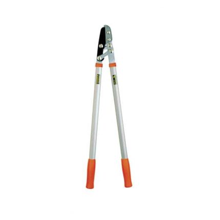 شاخه زن بلند آلتونا اسپانیا